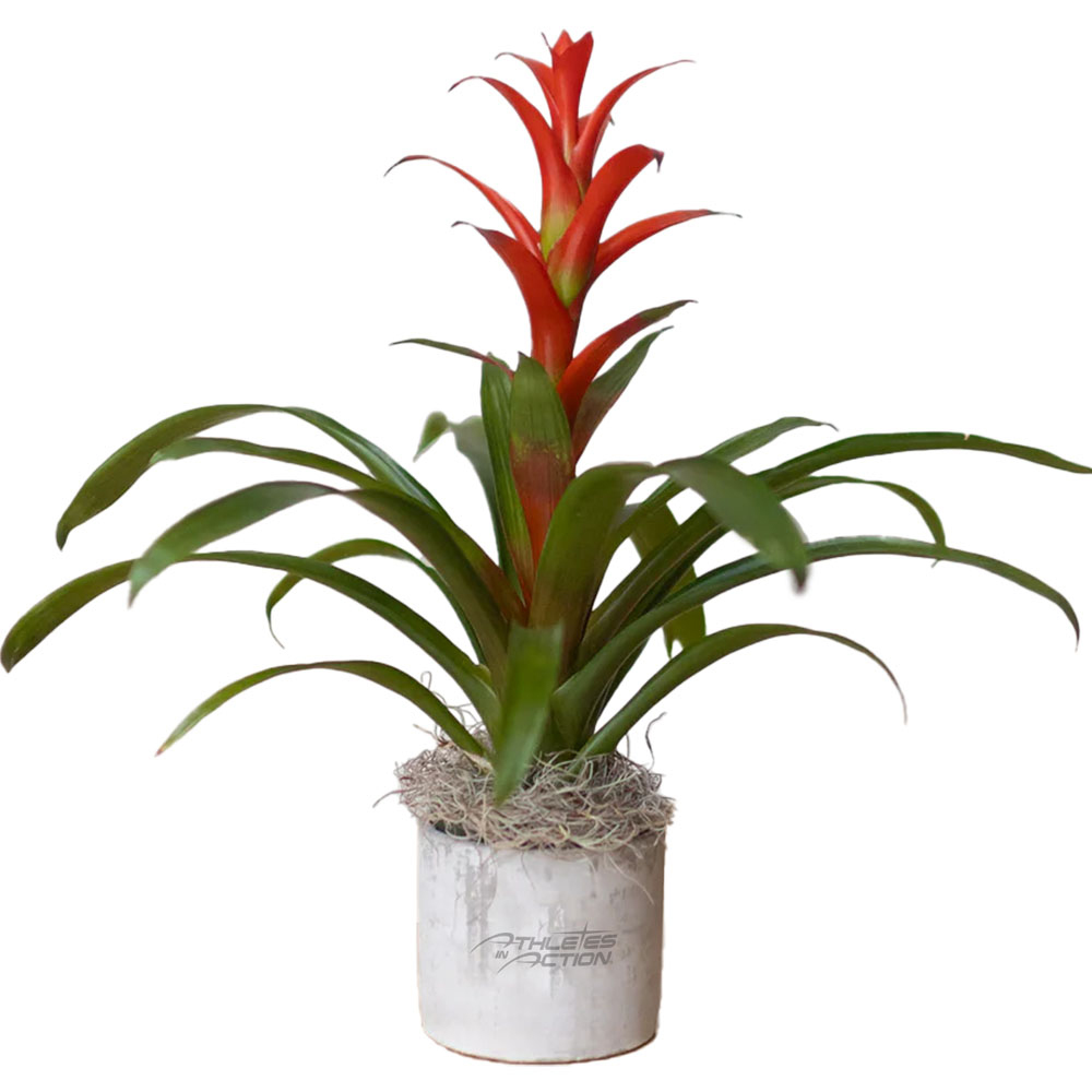 ATHLETES IN ACTION BROMELIAD PLANT IN LARGE PARKER