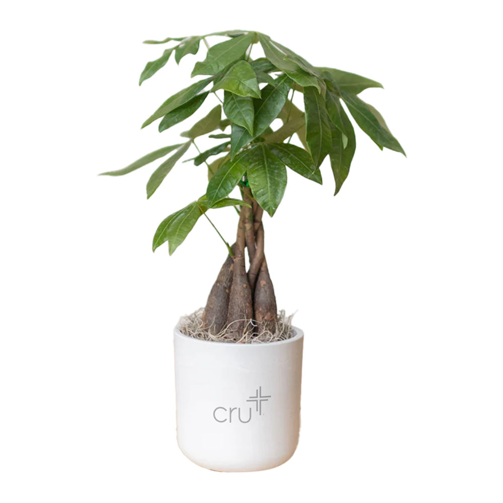 CRU MONEY TREE IN LARGE MASON POT