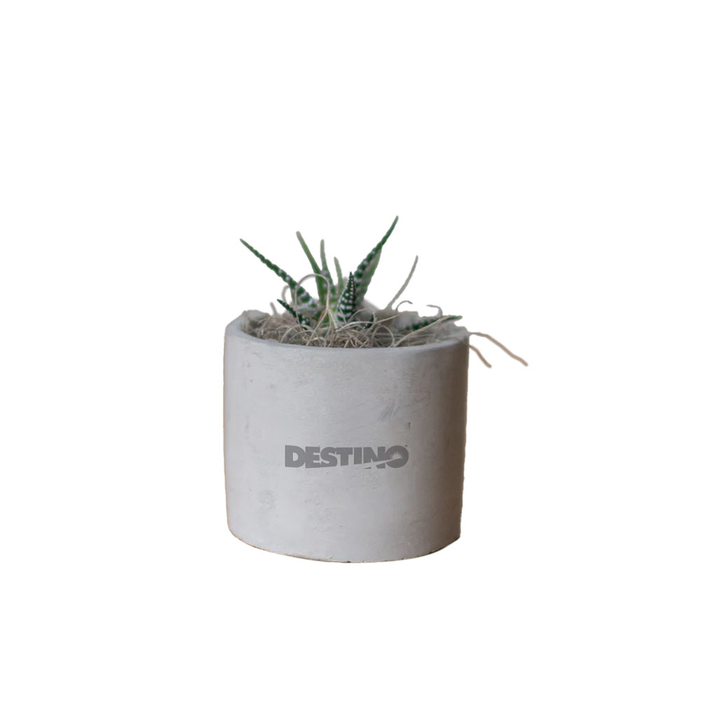 DESTINO ZEBRA SUCCULENT IN MINI PARKER POT