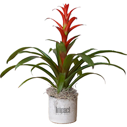 IMPACT MOVEMENT BROMELIAD PLANT IN LARGE PARKER