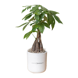 LEADER IMPACT MONEY TREE IN LARGE MASON POT