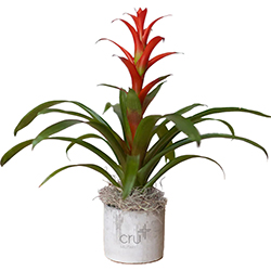 Cru Military Bromeliad Plant In Large Parker Pot