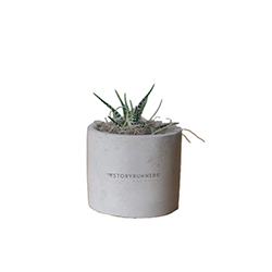 STORYRUNNERS ZEBRA SUCCULENT IN MINI PARKER POT