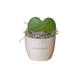 STORYRUNNERS HOYA HEART IN MINI HARLOW POT